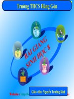 Tiết 61 - bài 58 : Tuyến sinh dục ( Hội giảng hay )