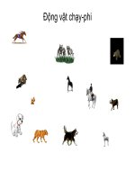 Ảnh động (động vật chạy-phi)