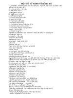 MỘT SỐ TỪ VỰNG VỀ MÔN BÓNG ĐÁ