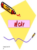 bài giảng điện tử về Rễ cây