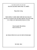 tóm tắt luận án tiến sĩ nghiên cứu nhân dòng và biểu hiện trên bề mặt bào tử bacillus subtilis gen mã hóa kháng nguyên VP28 của virus gây bệnh đốm trắng ở tôm”