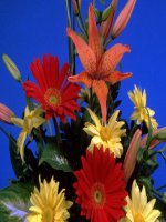 on tập phần hình học lớp 6