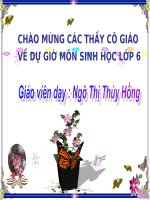 Bài : vat trò của TV  đối với ĐV và con người(tt)