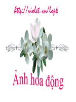 HOA HỒNG ĐỒNG ĐẸP