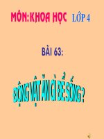 Động vật ăn gì để sống - Môn Khoa Học - Lớp 4