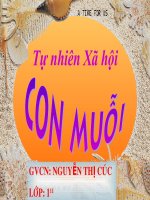 Giáo án điện tử lớp 1 con muỗi