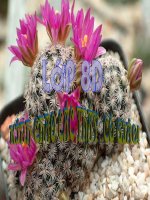 Tiết 13: Phân tích đa thức thành nhân tử (co nhúng Violet)