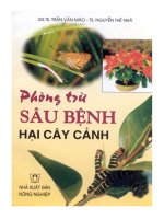 phòng trừ sâu bệnh hại cây chanh