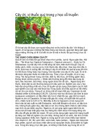 Cây ớt, vị thuốc quý trong y học cổ truyền