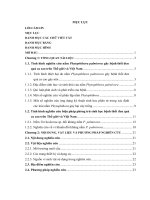 Nghiên cứu nấm phytophthora palmivora gây bệnh thối đen quả ca cao và một số vi sinh vật đối kháng trong phòng trừ bệnh