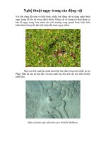 Nghệ thuật ngụy trang của động vật