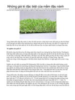 Giá trị đặc biệt của mầm đậu nành