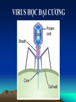 virus học đại cương