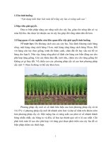 Vận dụng kiến thức liên môn để trồng cây lúa có năng suất cao