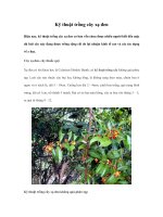 Kỹ thuật trồng cây xạ đen