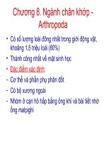 Bài giảng động vật học - chương 8 -Ngành chân khớp - Arthropoda