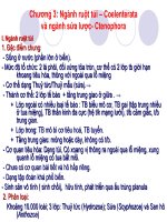 Bài giảng động vật học - chương 3 Ngành ruột túi – Coelenterata và ngành sứa lược- Ctenophora