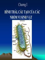 Bài giảng hình tái cấu tạo của các nhóm vi sinh vật