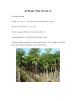Kỹ Thuật Trồng Cây Xà Cừ