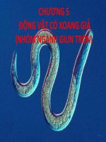 Slide động vật có xoang giả