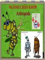 Slide bài giảng ngành chân khớp