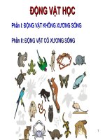 Slide động vật không xương sống và động vật có xương sống