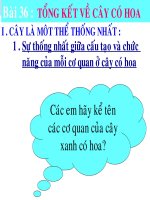 tổng kết cây có hoa