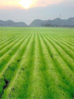 Em bé thông minh-NTChuyen