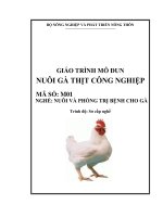 giáo trình mô đun nuôi gà thịt công nghiệp