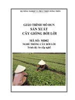 giáo trình môn đun sản xuát cây giống bời lời