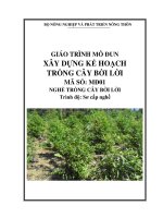 giáo trình mô đun xây dựng kế hoạch sản xuất cây bời lời
