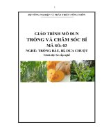 giáo trình trồng bầu bí dưa chuột  mô đun trồng bí