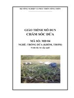 Giáo trình dạy nghề trồng dứa mô đun chăm sóc dứa