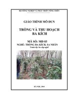 Giáo trinh MD 03 - trồng và thu hoạch ba kích