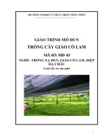 Giáo trình nghề trồng xạ đen, giảo cổ lam, diệp hạ châu mô đun trồng giảo cổ lam