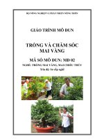 Giáo trình nghề trồng mai  vàng, mai chiếu thủy mô đun trồng và chăm sóc mai vàng