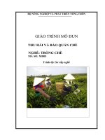 giáo trình mô đun thu hái và bảo quản chè