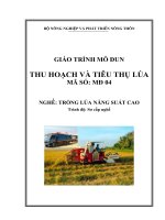 giáo trình thu hoạch và tiêu thụ hoa ly hoa loa kèn