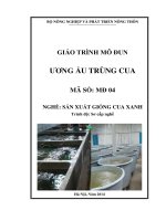 Giáo trình mô đun ương ấu trùng cua nghề sản xuất cua xanh giống