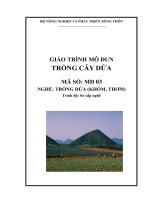 Giáo trình nghề trồng dứa mô đun chăm sóc dứa