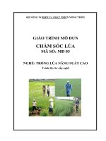 giáo trình mô đun chăm sóc lúa nghề trồng lúa năng suất cao