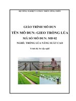 giáo trình nghề trồng lúa năng suất cao mô đun  gieo trồng lúa