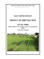 Giáo trình nghề trồng xạ đen, giảo cổ lam, diệp hạ châu mô đun  trồng cây diệp hạ châu