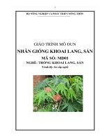 giáo trình mô đun nhan giống khoai lang sắn