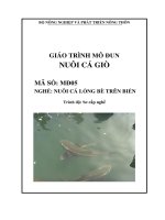 giáo trình mô đun nuôi cá giò