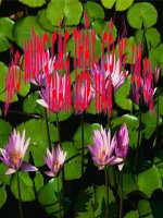 Chữ người tử tù( Tiết 1)