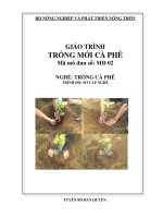 giáo trình mô đun trồng mới cà phê