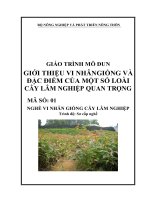 giáo trình mô đun giới thiệu vi nhân giống và đặc điểm của một số loài cây lâm nghiệp quan trọng