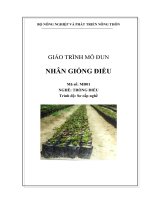 giáo trình nhân giống điều nghề trồng điều