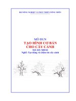 giáo trình tạo hình cơ bản cho cây cảnh
